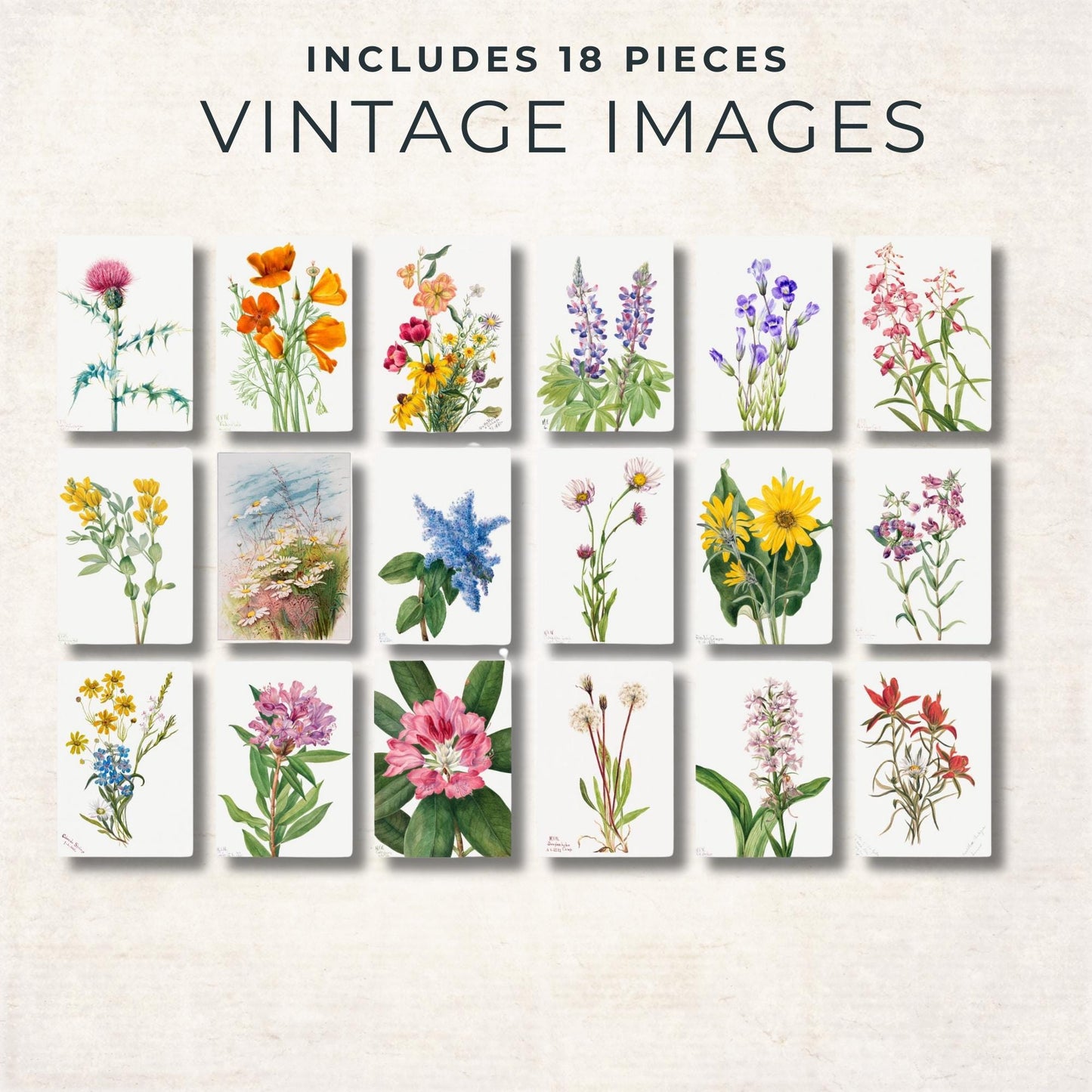 Vintage Wildflower - Botanical Ephemera - Digital Download - Scrapbook Supplies